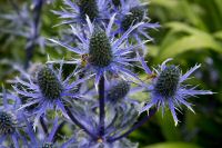 _MG_8216-1.jpg