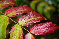 _MG_8260-1.jpg
