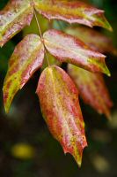 _MG_8269-1.jpg