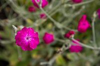 _MG_8321-1.jpg