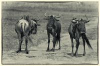 Image11.jpg