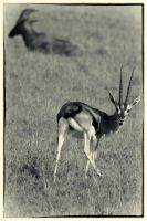 Image14.jpg