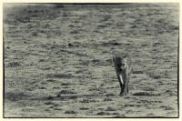 Image41.jpg