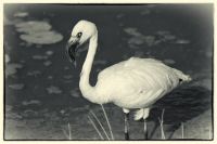Image42.jpg