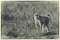 Image60.jpg