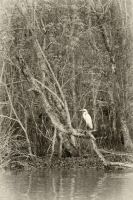 Image19.jpg