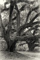Image31.jpg