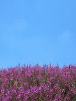 IMG_1462.JPG