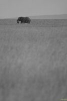 _MG_2512-2.jpg