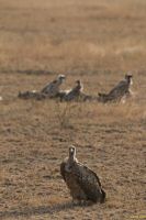 _MG_2528-1.jpg
