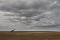 _MG_4520-1.jpg